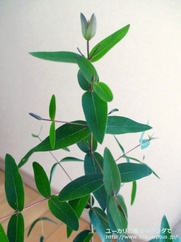 fancyboxビミナリス(Eucalyptus viminalis ssp. viminalis)の画像3