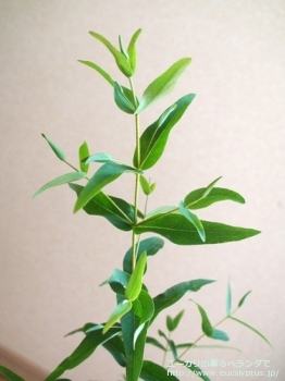 fancyboxビミナリス(Eucalyptus viminalis ssp. viminalis)の画像4
