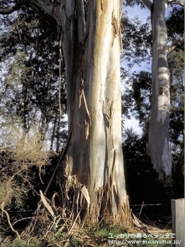 ビミナリス (Eucalyptus viminalis ssp. viminalis)