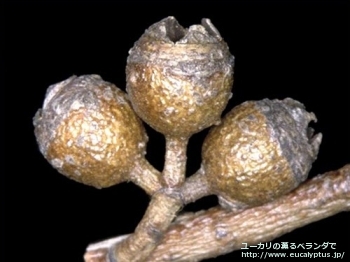 fancyboxビミナリス(Eucalyptus viminalis ssp. viminalis)の画像6