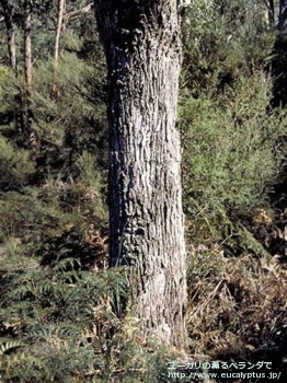fancyboxビミナリス(Eucalyptus viminalis ssp. viminalis)の画像7