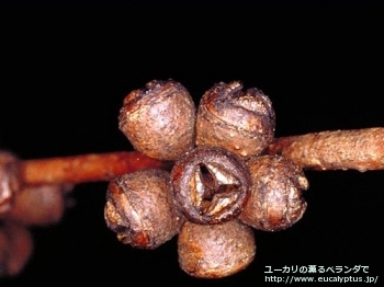 ビミナリス・シグネテンシス (Eucalyptus viminalis ssp. cygnetensis)