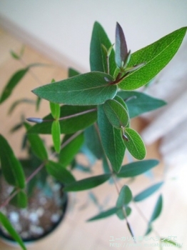 ビミナリス (Eucalyptus viminalis ssp. viminalis)
