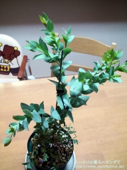 fancyboxアーナ(Eucalyptus urna)の画像1