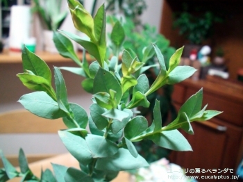 fancyboxアーナ(Eucalyptus urna)の画像2