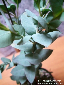 アーナ (Eucalyptus urna)