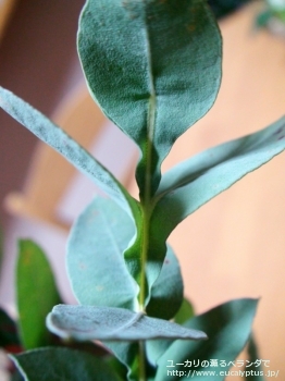 アーナ (Eucalyptus urna)