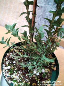 fancyboxアーナ(Eucalyptus urna)の画像8