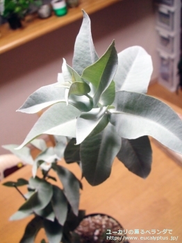 マクロカルパ (Eucalyptus macrocarpa ssp. macrocarpa)