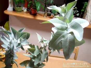 マクロカルパ (Eucalyptus macrocarpa ssp. macrocarpa)