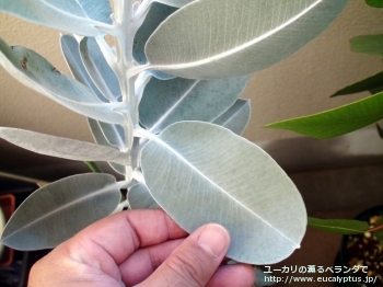 プレウロカルパ (Eucalyptus pleurocarpa)