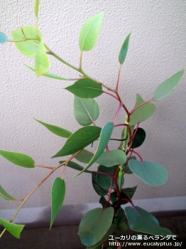 カエシア・マグナ (Eucalyptus caesia ssp. magna)