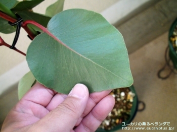 カエシア・マグナ (Eucalyptus caesia ssp. magna)