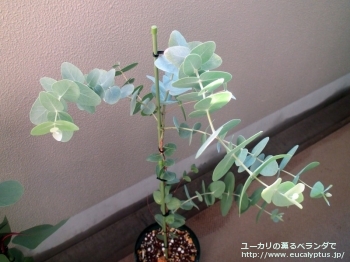 ガモフィラ (Eucalyptus gamophylla)