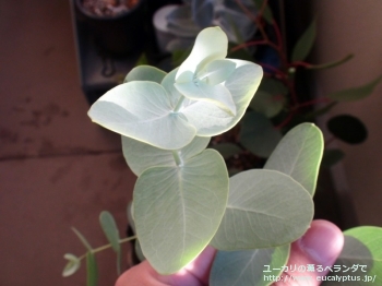 ガモフィラ (Eucalyptus gamophylla)