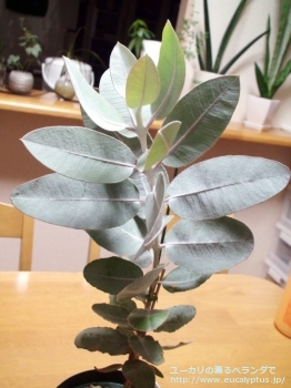 fancyboxプレウロカルパ(Eucalyptus pleurocarpa)の画像1