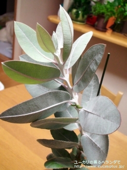 fancyboxプレウロカルパ(Eucalyptus pleurocarpa)の画像13