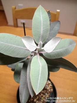 fancyboxプレウロカルパ(Eucalyptus pleurocarpa)の画像2