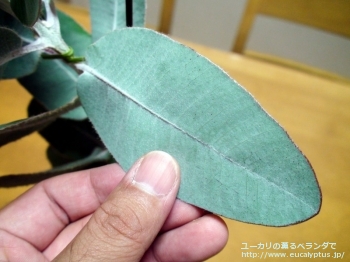 fancyboxプレウロカルパ(Eucalyptus pleurocarpa)の画像3