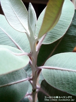 プレウロカルパ (Eucalyptus pleurocarpa)