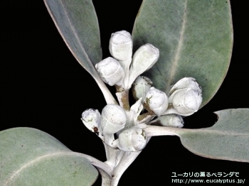 fancyboxプレウロカルパ(Eucalyptus pleurocarpa)の画像8