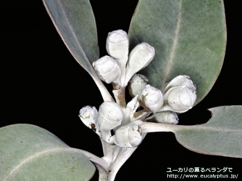 プレウロカルパ (Eucalyptus pleurocarpa)