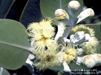 プレウロカルパ (Eucalyptus pleurocarpa)