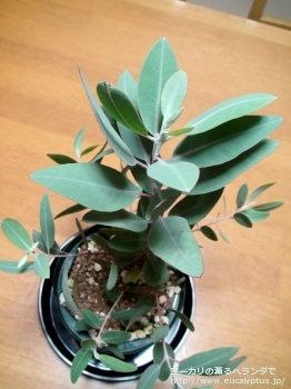 エクストリカ (Eucalyptus extrica)