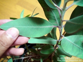 エクストリカ (Eucalyptus extrica)