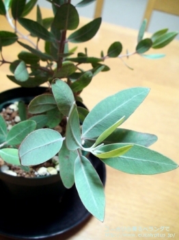 fancyboxエクストリカ(Eucalyptus extrica)の画像6