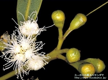 fancyboxエクストリカ(Eucalyptus extrica)の画像7