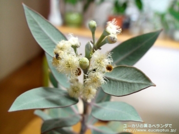 エクストリカ (Eucalyptus extrica)