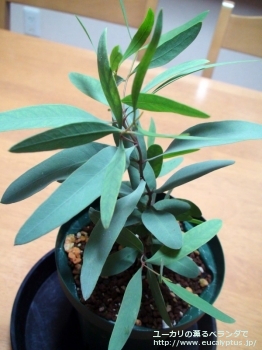 パキロマ (Eucalyptus pachyloma)