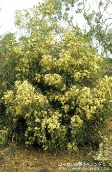 パキロマ (Eucalyptus pachyloma)