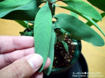 パキロマ (Eucalyptus pachyloma)