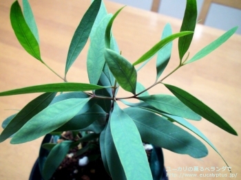 fancyboxパキロマ(Eucalyptus pachyloma)の画像8