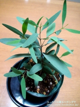 パキロマ (Eucalyptus pachyloma)