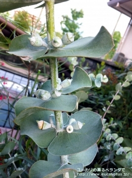 プルベルレンタ (Eucalyptus pulverulenta)