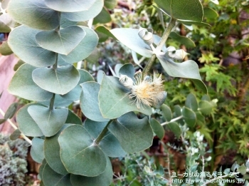 プルベルレンタ (Eucalyptus pulverulenta)