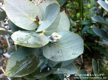 マクロカルパ・エラチャンサ (Eucalyptus macrocarpa ssp. elachantha)