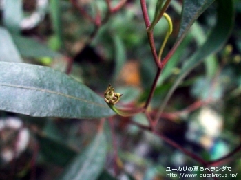 レーマニー (Eucalyptus lehmannii)