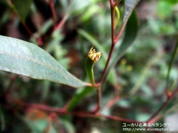 レーマニー (Eucalyptus lehmannii)