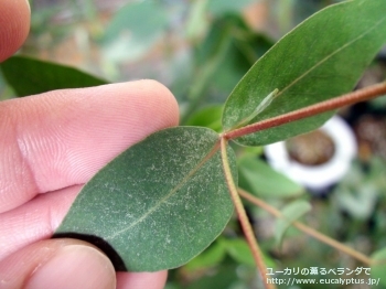 ダルリンプレアナ (Eucalyptus dalrympleana)