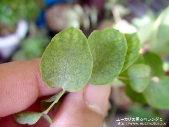 ブリジシアナ (Eucalyptus bridgesiana)