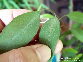 メリオドラ (Eucalyptus melliodora)