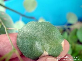 ルディス (Eucalyptus rudis)