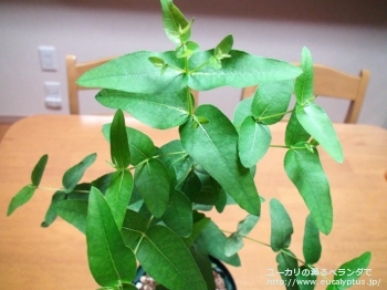 fancyboxキペロカルパ(Eucalyptus cypellocarpa)の画像2