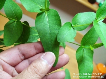 キペロカルパ (Eucalyptus cypellocarpa)