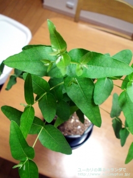 キペロカルパ (Eucalyptus cypellocarpa)