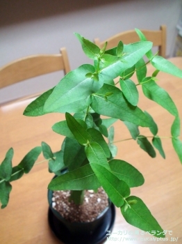 キペロカルパ (Eucalyptus cypellocarpa)